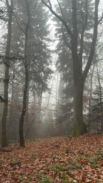 63e26445-18f2-46ec-9a16-3d286dd87f69.jfif