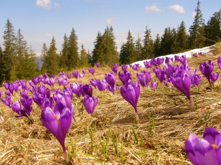 PIERWSZY DZIEŃ WIOSNY