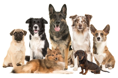 Informacja dla właścicieli psów