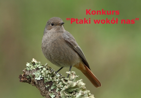 Konkurs plastyczno - modelarski „Ptaki wokół nas”